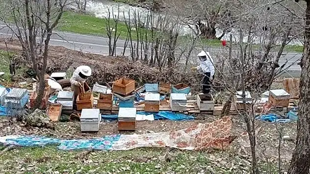 Ayılar arı kovanlarına zarar verdi
