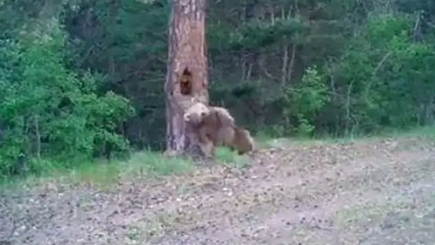 Ayıların ormanda kaşınma dansı! Milli Parklar'ın resmi hesabından paylaşıldı