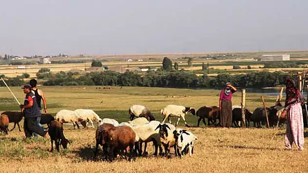 Aylık 4 bin TL'ye çoban aranıyor