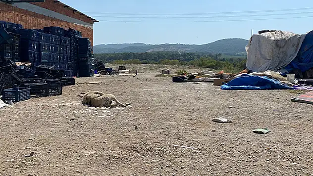 Ayvacık'ta 2 köpek silahla öldürüldü
