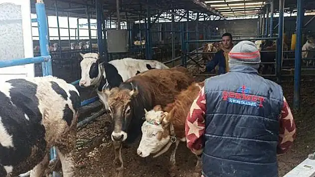 Baba oğul besihanelerindeki 52 büyükbaşı, depremzedeler için bağışladı
