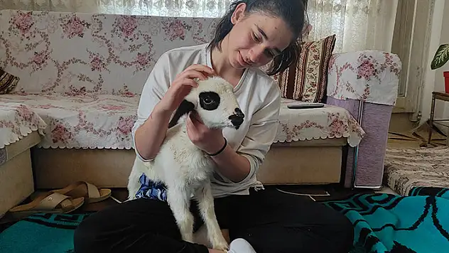 Bacağı kırılan 'Batuka' karantina sürecinde evlerinin 'kuzusu' oldu