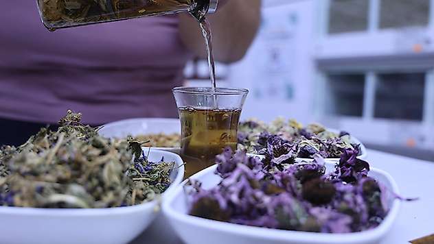 Bağışıklık sistemini güçlendiren dört bitki karışımı: 'Amber çiçeği çay'
