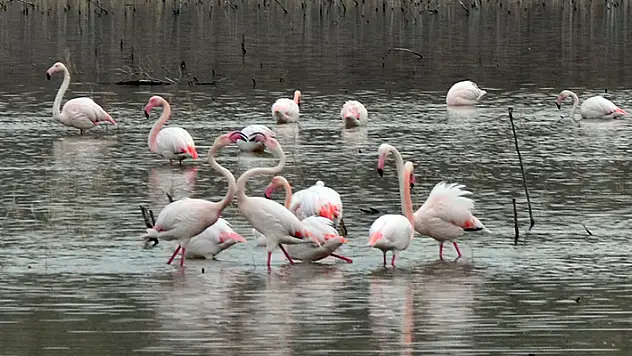 Baharın müjdecisi flamingolar, Tuz Gölü'ne kuluçka için gelmeye başladı