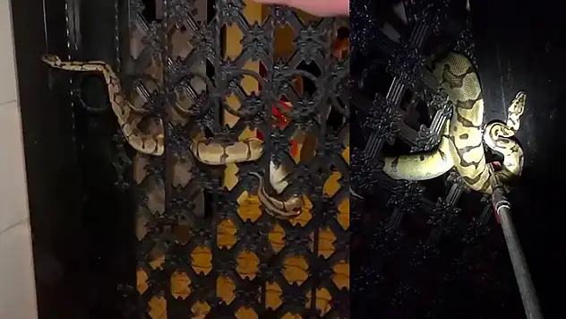 Bahçe kapısına dolanan pitonu görenler gözlerine inanamadı
