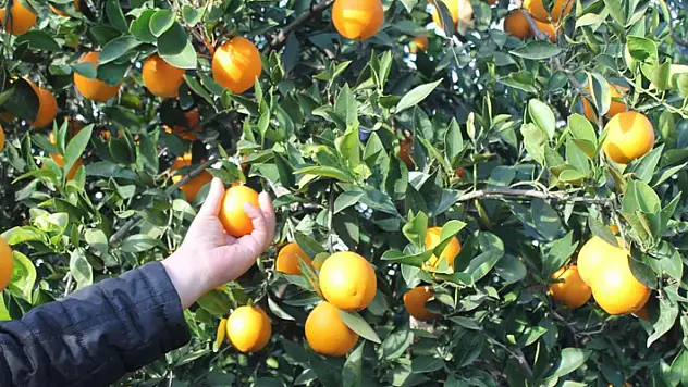 Bahçede 3 TL, markette 45 TL

