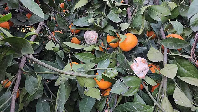 Bahçede fiyatı 2 TL'ye kadar düşen mandalina dalında çürüyor
