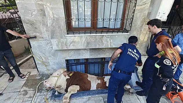 Bahçelievler'de kurbanlık boğayı kurtarma operasyonu