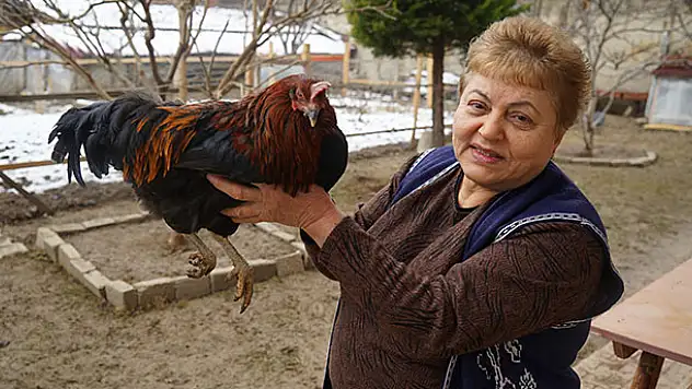 Bahçesinde beslediği tavuk horoza dönüştü