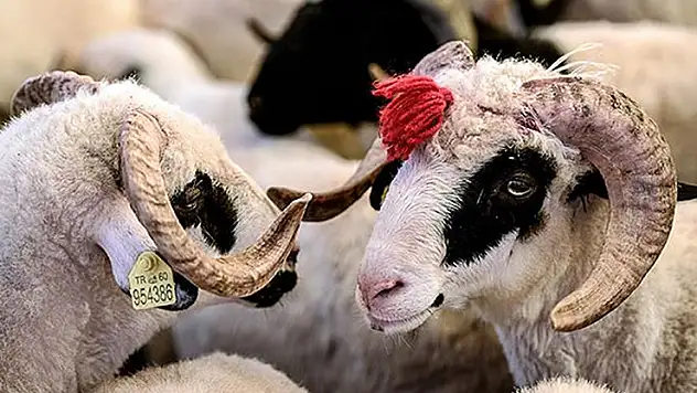 Bakan açıkladı: Kurban Bayramı tatili 9 gün olacak mı?