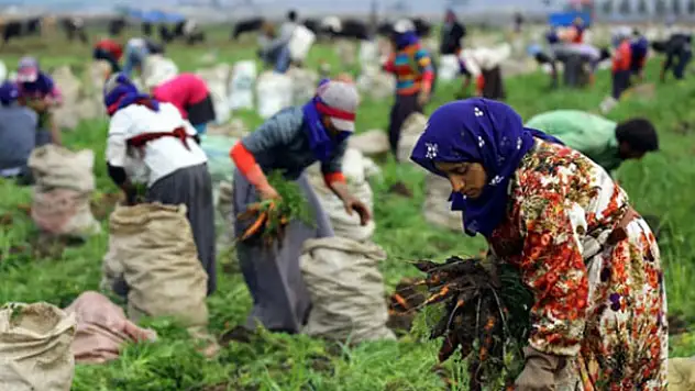 Bakan'dan mevsimlik tarım işçilerine müjde