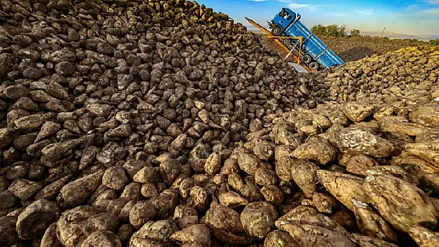 Bakan Pakdemirli: 2022'de pancar üretiminde yeni rekorlar bekliyoruz

