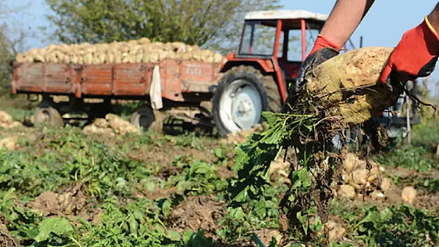 Bakan Yumaklı: 2023-2024 döneminde 1 milyon 161 bin ton şeker üretildi