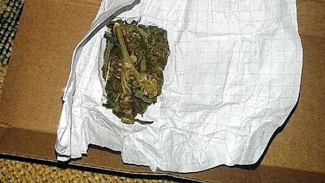 Bakanlar Kurulu'ndan 'bonzai' kararı