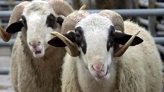 Bakanlar Kurulu onaylarsa Kurban Bayramı tatili 9 gün olacak