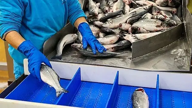 Bakanlık açıkladı: Türkiye'nin su ürünleri ihracatı ne kadar oldu?