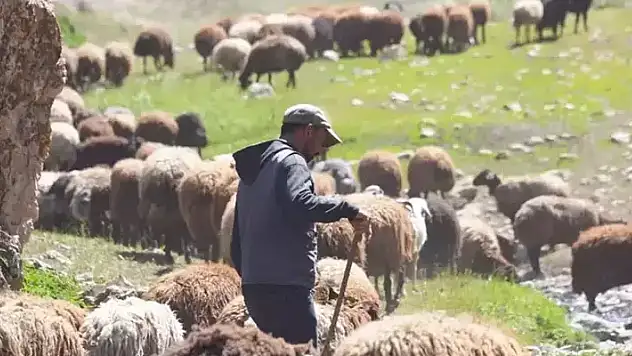 Bakanlıktan hayvancılıkla ilgili 3 yönetmelik değişikliği

