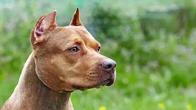 Bakanlıktan 'tehlike arz eden köpek ırkları' genelgesi! Aykırı hareket edene 11 bin TL ceza