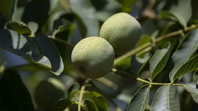 Bakanlıktan zeytin, badem ve cevize yatırım çağrısı