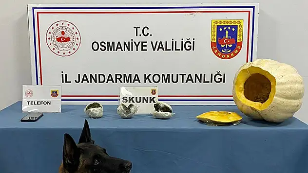 Bal kabağından uyuşturucu çıktı