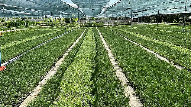 Bal ormanlarının bitkileri iklim dostu seradan
