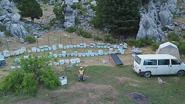 Bal üreticisinin tam zamanlı 'ayı nöbeti'