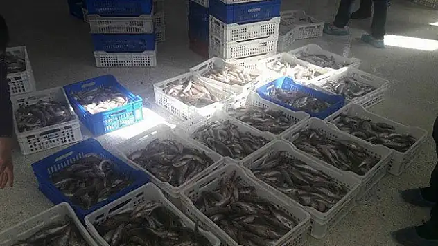 Balık fabrikalarında denetim