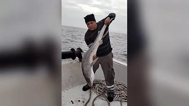 Balıkçıların ağına köpek balığı takıldı