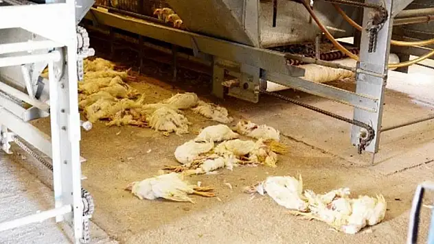 Balıkesir'de kanatlı ölümleri sürüyor