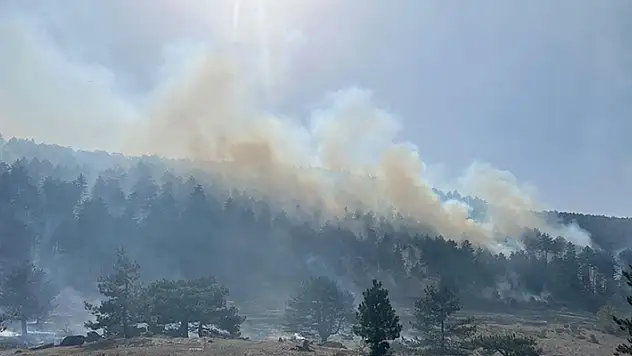 Balıkesir'de orman yangınına müdahale ediliyor
