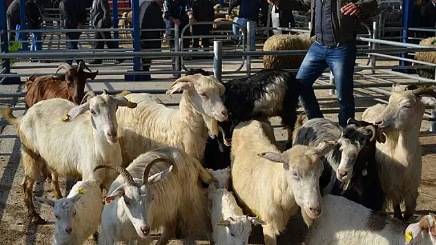 Balıkesir'de şap alarmı: 15 mahalle karantinaya alındı