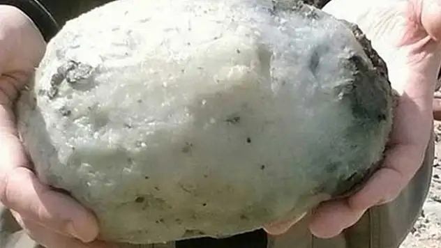 Balina kusmuğu bulan balıkçılar zengin oldu!