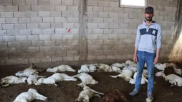 Banka kredisi ile aldığı kuzuları, başıboş köpeklerin öldürdüğü besici perişan oldu