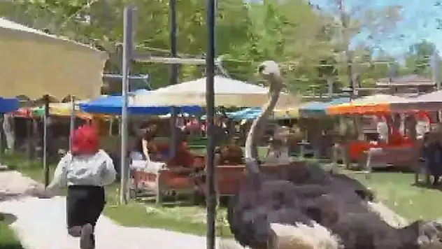 Barınaktan çıkan deve kuşu, kafe bahçesindeki müşteriyi kovaladı
