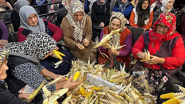 Bartın'da 200 yıllık gelenek 4 saat boyunca topluca mısır soydular

