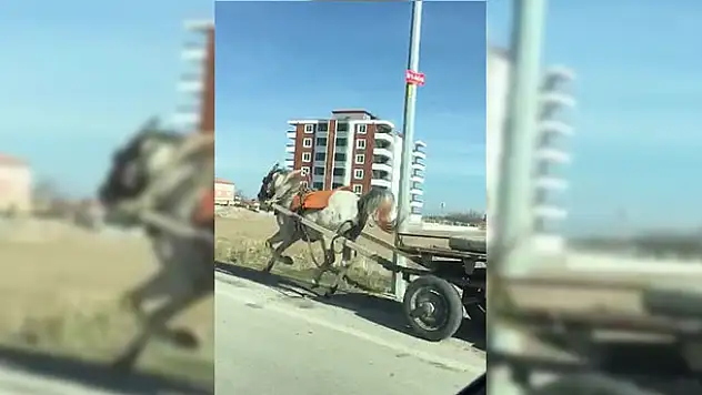 Başıboş at trafikte tehlike saçtı