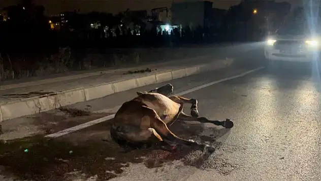 Başıboş ata çarpıp kaçtı, arkasına bile bakmadı
