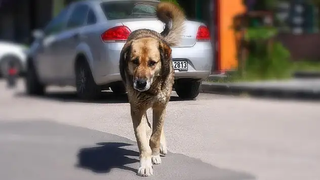 Başıboş köpek düzenlemesi bugün komisyonda görüşülecek
