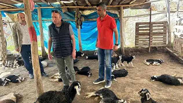 Başıboş köpek saldırısında 15 hayvanı telef olan çiftçiye hayırsever desteği
