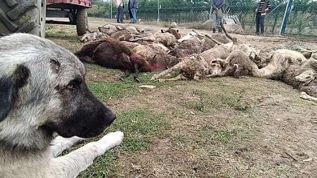 Başıboş köpekler 41 koyunu telef etti