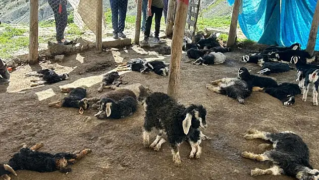 Başıboş köpekler 45 oğlağı telef etti
