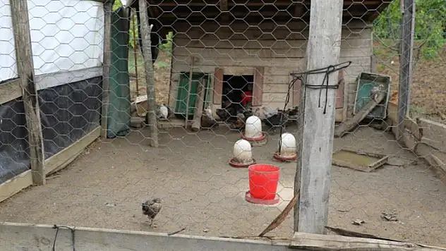 Başıboş köpekler, 60'dan fazla tavuk ve ördek yavrusunu telef etti
