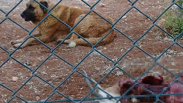 Başıboş köpekler, koruma altındaki 2 ceylanı öldürdü