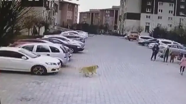 Başıboş köpekler mahalle sakinlerini perişan etti
