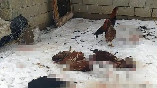 Başıboş köpeklerin saldırdığı kümes hayvanları telef oldu
