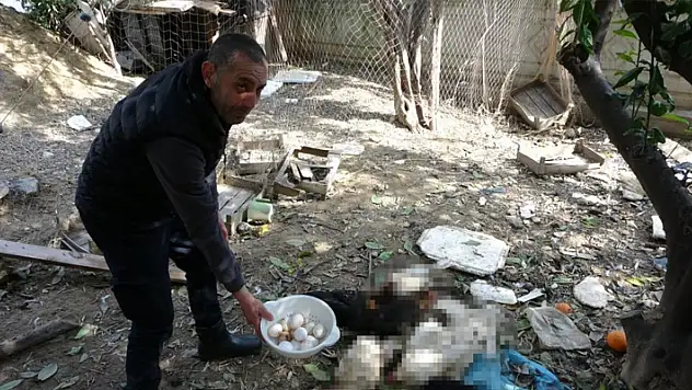 Başıboş kurt köpekleri kümesteki tavukları telef etti