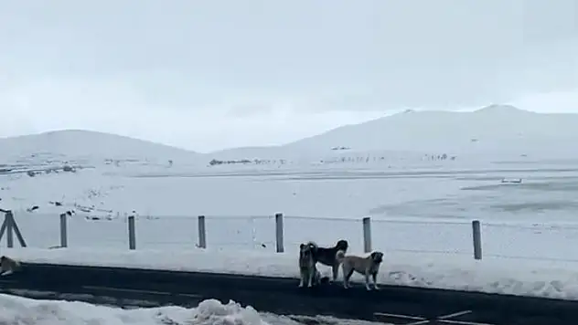 Başıboş sokak köpekleri tehlike saçıyor