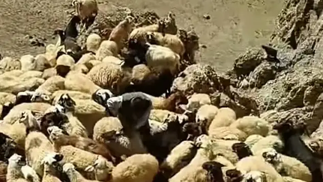 Başkale'de kurt saldırısı: Onlarca koyun telef oldu