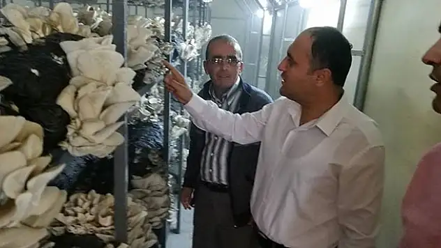 Başkan Özaltun, istiridye mantarı üretim tesisini gezdi