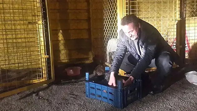Başkan Tutal, yavru köpekleri sütle besledi